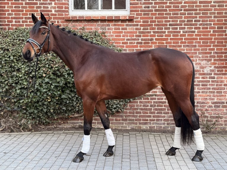 Mecklenburg Giumenta 6 Anni 170 cm Baio in Damm