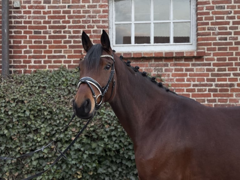 Mecklenburg Giumenta 6 Anni 170 cm Baio in Damm