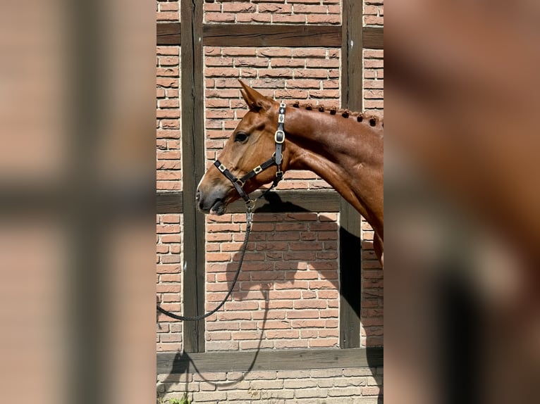 Mecklenburg Giumenta 6 Anni 170 cm Sauro in Elsdorf