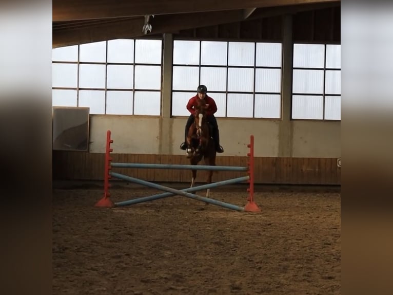 Mecklenburg Giumenta 7 Anni 167 cm Sauro in Herford