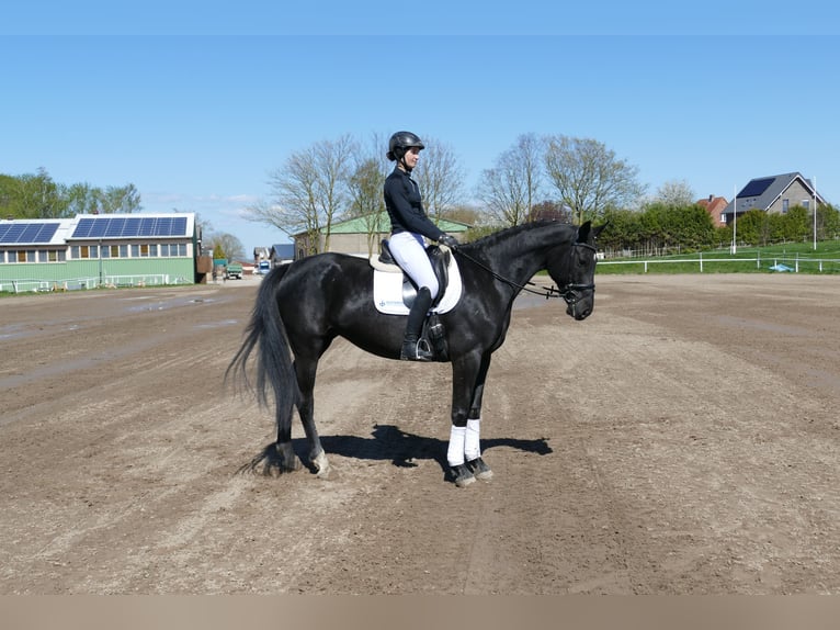 Mecklenburg Giumenta 7 Anni 168 cm Morello in Ganschow
