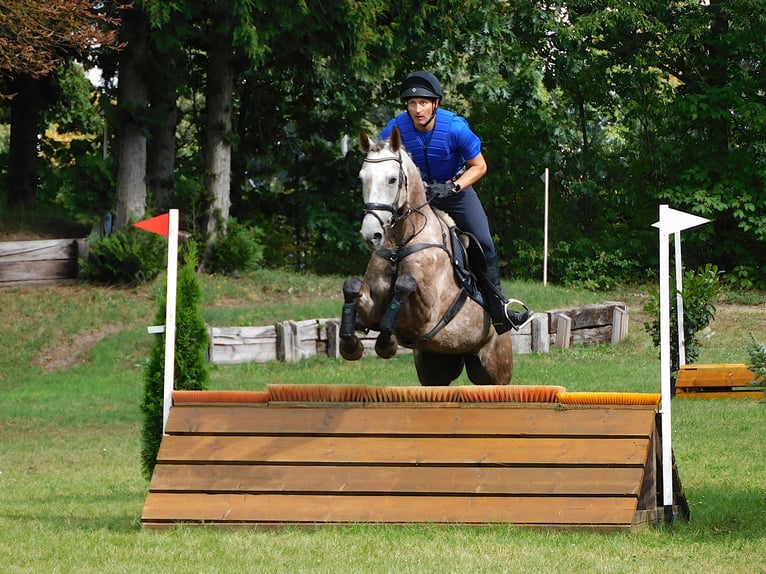 Mecklenburg Giumenta 7 Anni 171 cm Grigio rossastro in Dallgow-Döberitz