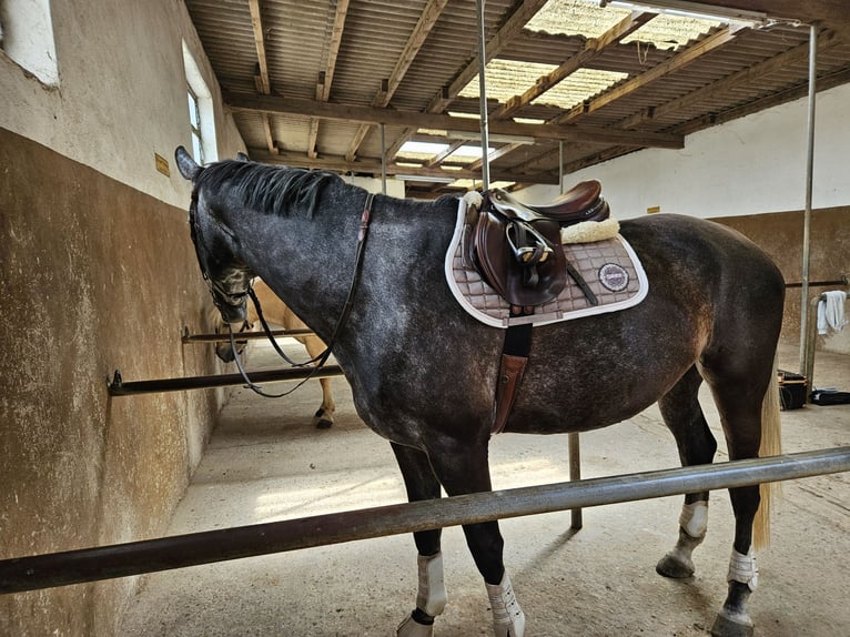 Mecklenburg Giumenta 7 Anni 175 cm Grigio ferro in Wörrstadt