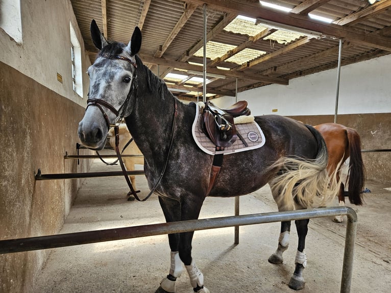 Mecklenburg Giumenta 7 Anni 175 cm Grigio ferro in Wörrstadt