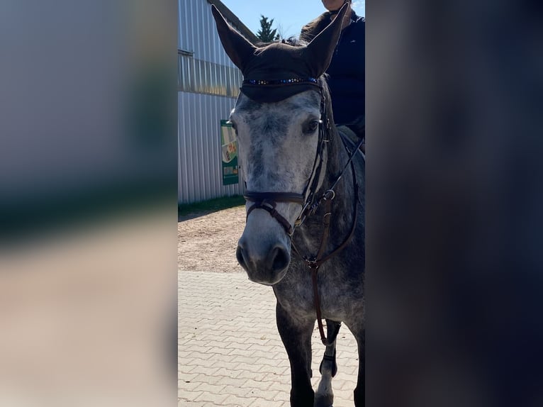 Mecklenburg Giumenta 7 Anni 175 cm Grigio ferro in Wörrstadt