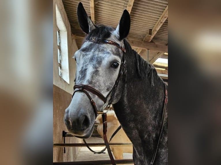 Mecklenburg Giumenta 7 Anni 175 cm Grigio ferro in Wörrstadt