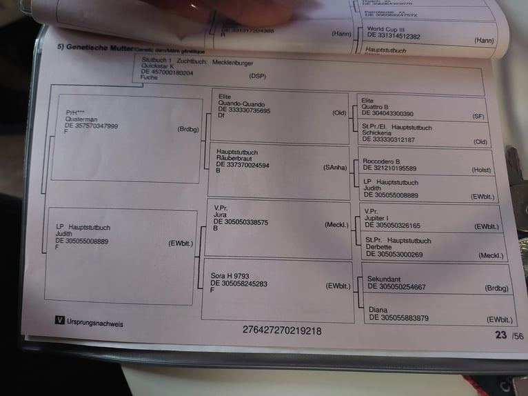 Mecklenburg Giumenta 8 Anni 168 cm Sauro in Kuhlen-Wendorf