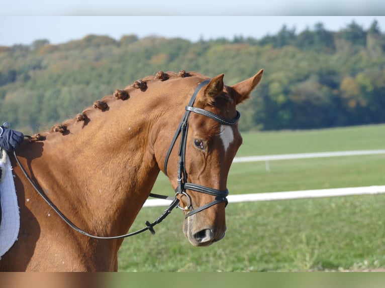 Mecklenburg Giumenta 8 Anni 173 cm Sauro in Ganschow