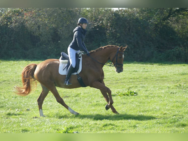 Mecklenburg Giumenta 8 Anni 173 cm Sauro in Ganschow