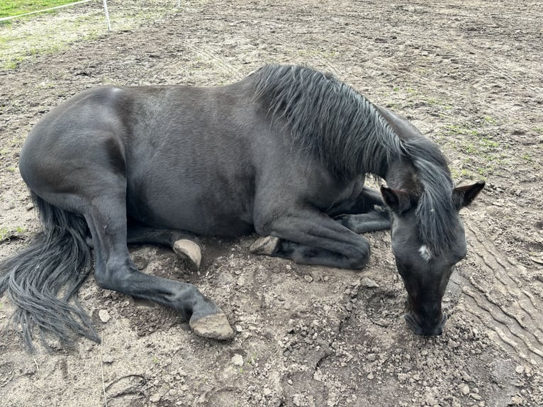 Mecklenburg Giumenta 9 Anni 158 cm Morello in Winsen (Luhe)