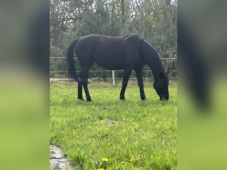 Mecklenburg Giumenta 9 Anni 158 cm Morello in Winsen (Luhe)