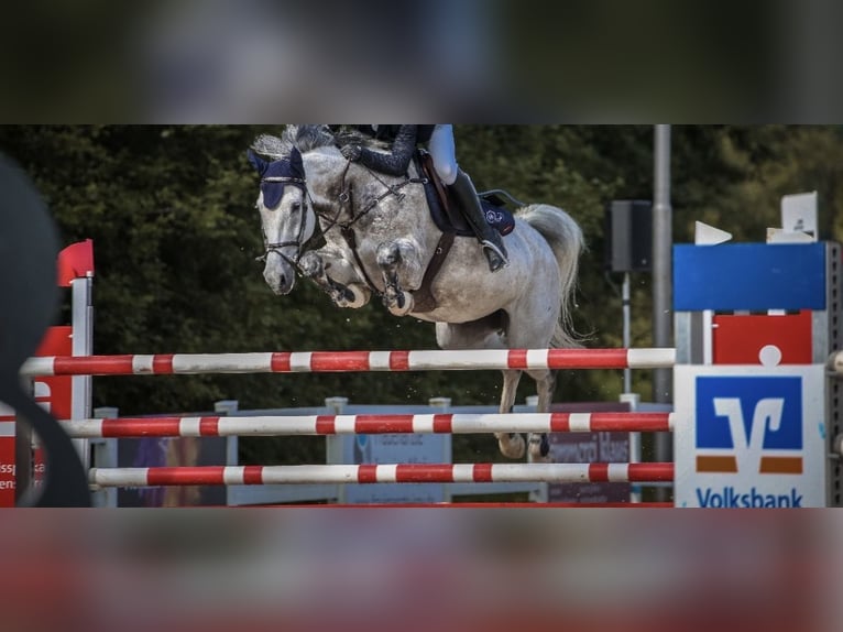 Mecklenburg Giumenta 9 Anni 165 cm Grigio in Kronburg