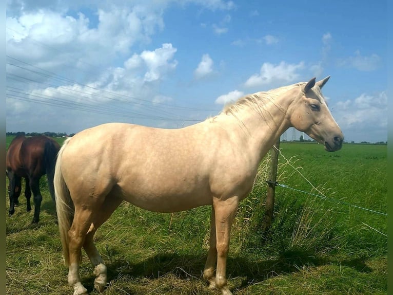 Mecklenburg Giumenta 9 Anni 165 cm Palomino in Seester