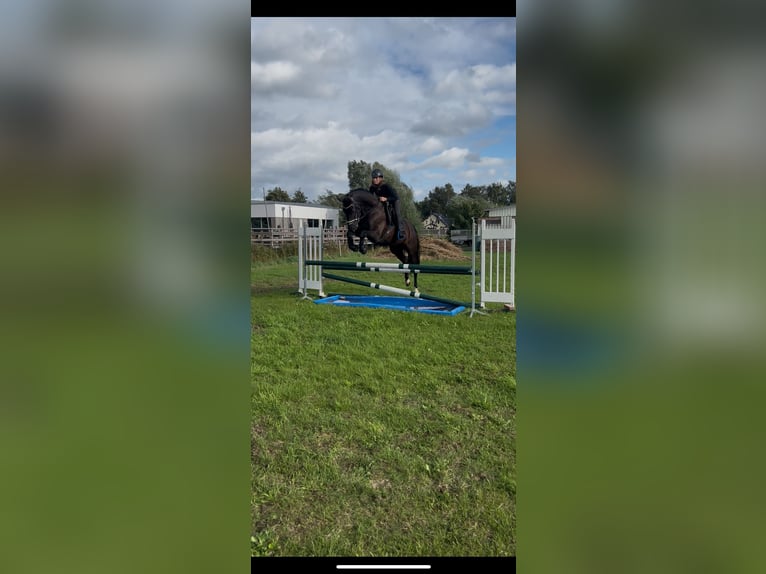 Mecklenburg Giumenta 9 Anni 166 cm Morello in Sassen-Trantow