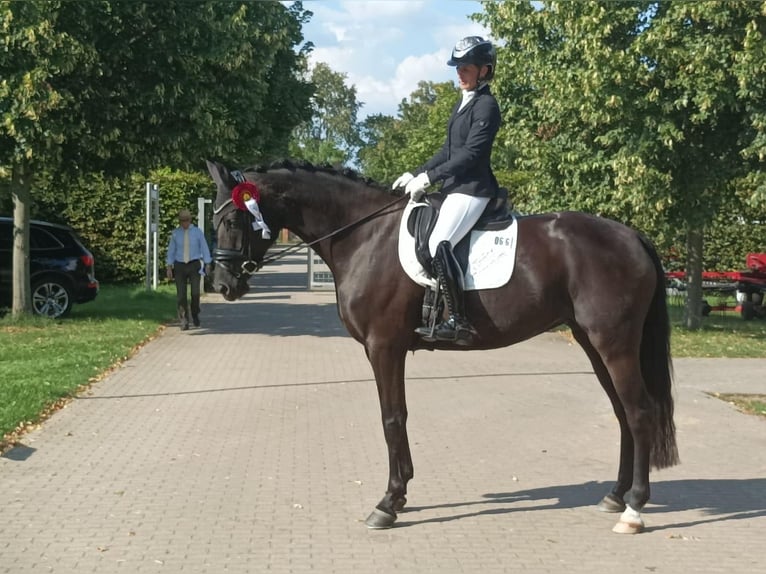 Mecklenburg Giumenta 9 Anni 171 cm Morello in Ganschow