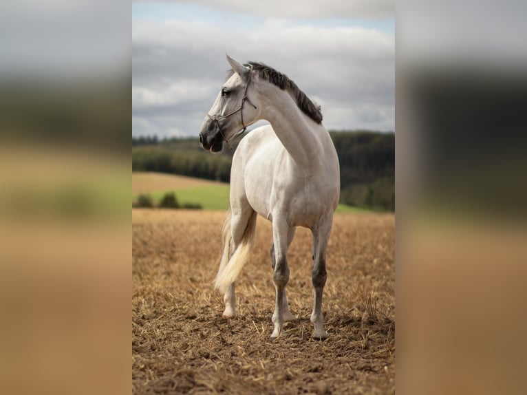 Mecklenburg Giumenta 9 Anni 172 cm Grigio pezzato in Katzenelnbogen