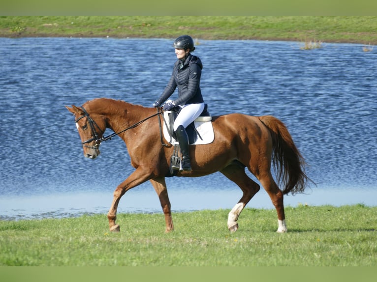 Mecklenburg Giumenta 9 Anni 176 cm Sauro in Ganschow