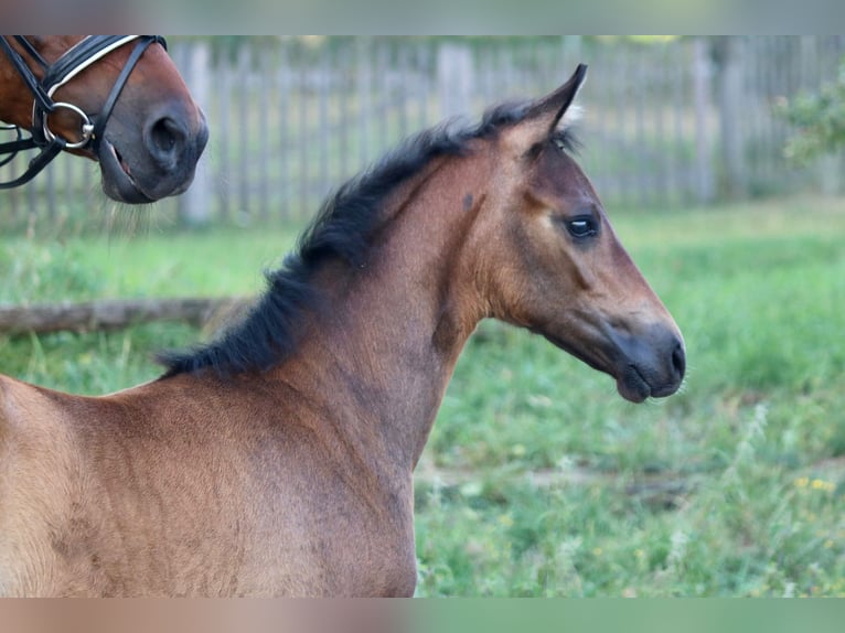 Mecklenburg Giumenta Puledri
 (06/2024) Baio in Dachtmissen