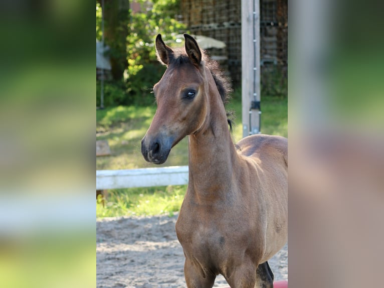 Mecklenburg Giumenta Puledri
 (06/2024) Baio in Dachtmissen