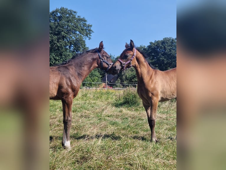 Mecklenburg Giumenta Puledri
 (06/2024) Baio in Dachtmissen