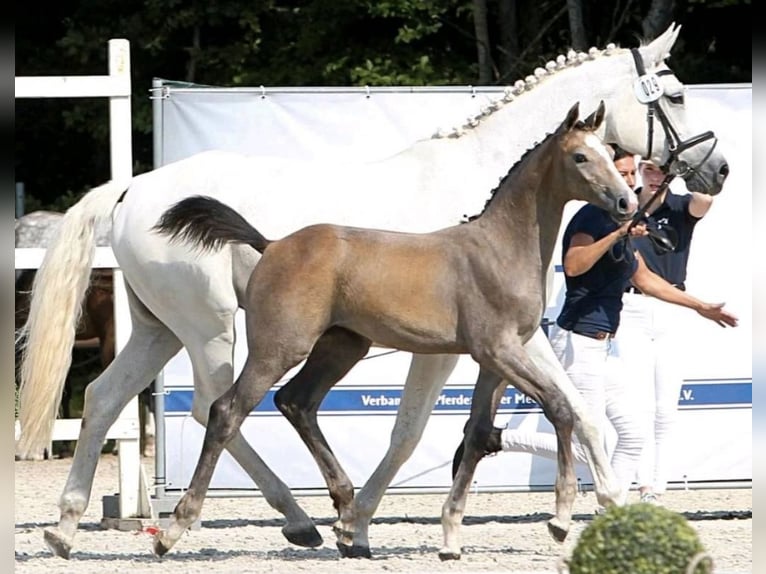 Mecklenburg Giumenta Puledri (04/2024) Grigio in Weitenhagen