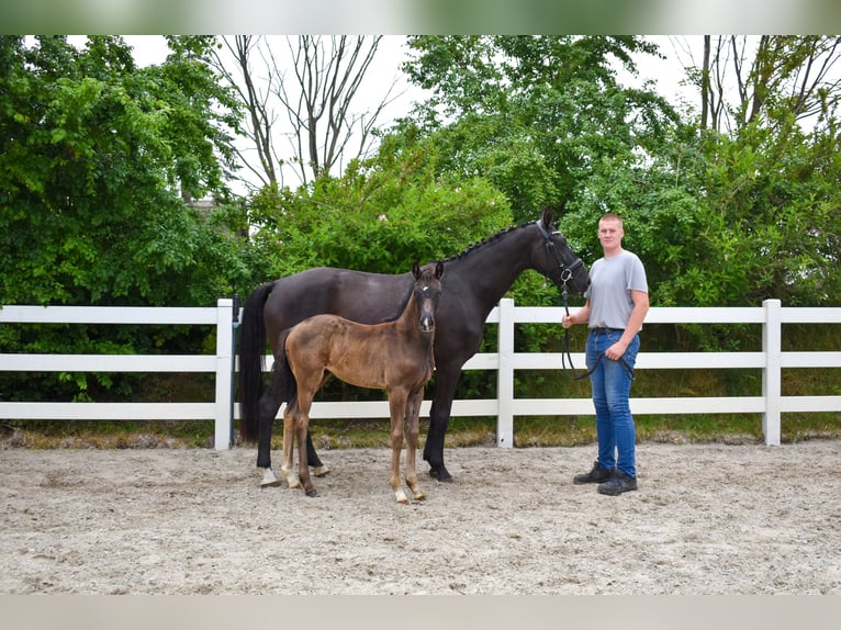 Mecklenburg Giumenta Puledri (04/2026) Morello in Insel Usedom