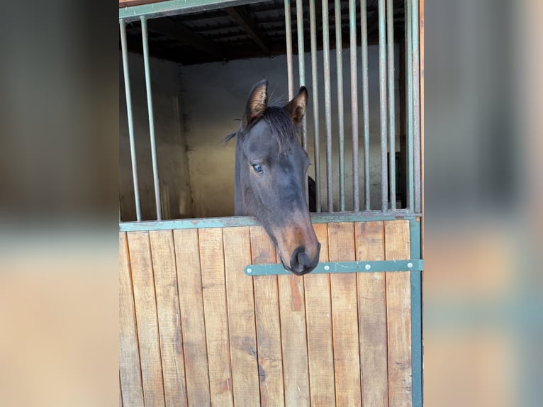 Mecklenburg Stallone 1 Anno Baio scuro in Wardow