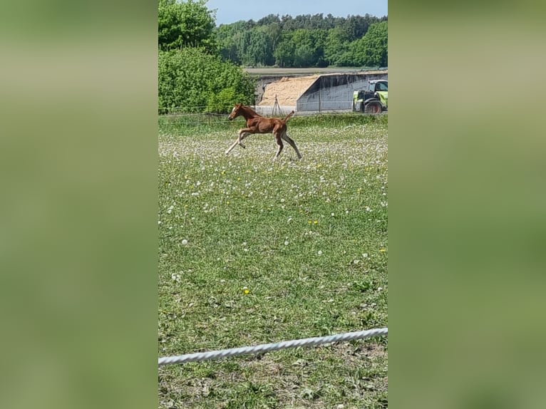 Mecklenburg Stallone 1 Anno Sauro in Grimmen