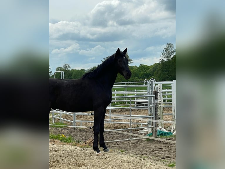 Mecklenburg Stallone 2 Anni 169 cm Morello in Gudow