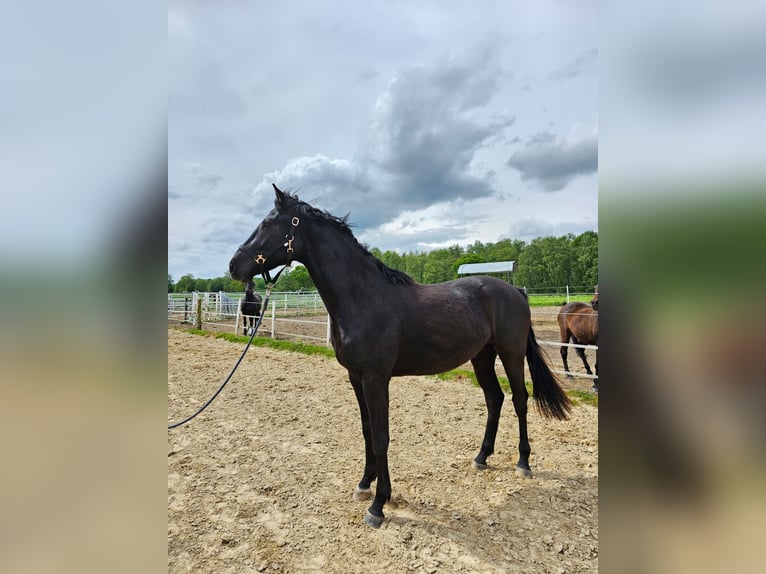 Mecklenburg Stallone 2 Anni 169 cm Morello in Gudow