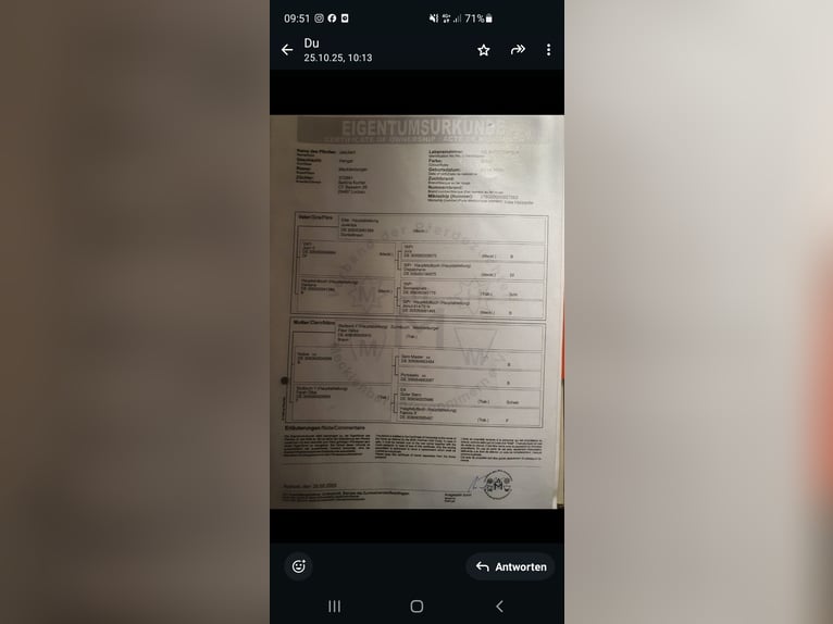 Mecklenburg Stallone 2 Anni Baio in Luckau