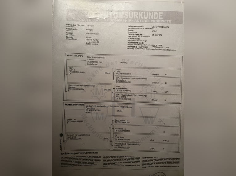 Mecklenburg Stallone 2 Anni Baio in Redefin