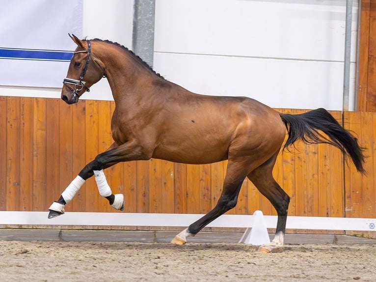 Mecklenburg Stallone 2 Anni Baio in Rostock