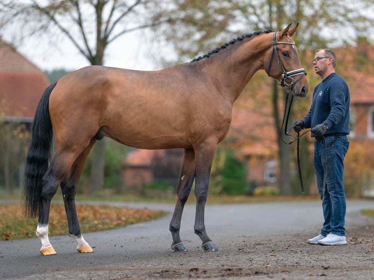 Mecklenburg Stallone 2 Anni Baio in Rostock