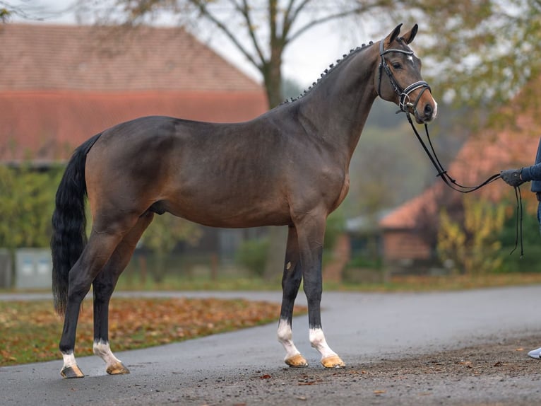 Mecklenburg Stallone 2 Anni Baio in Rostock