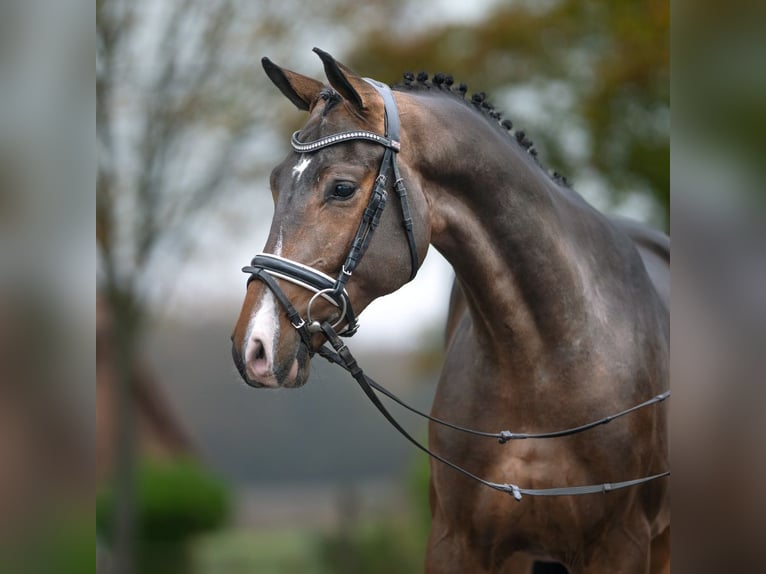 Mecklenburg Stallone 2 Anni Baio in Rostock