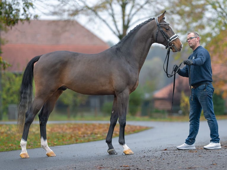 Mecklenburg Stallone 2 Anni Baio scuro in Rostock