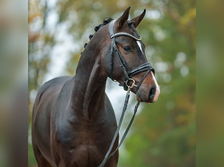 Mecklenburg Stallone 2 Anni Baio scuro in Rostock