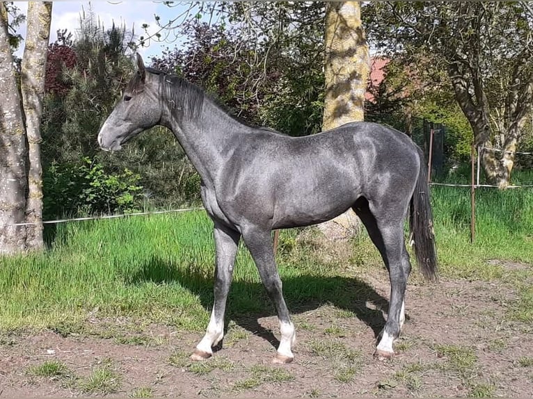 Mecklenburg Stallone 2 Anni Grigio in Völschow