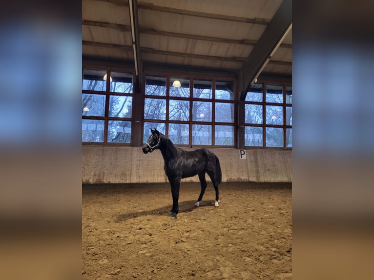 Mecklenburg Stallone 2 Anni Morello in Ludorf