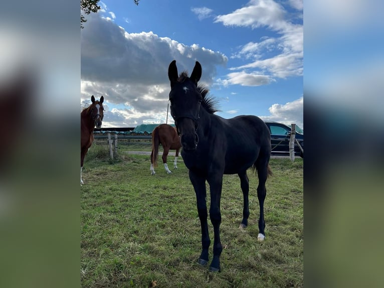 Mecklenburg Stallone 2 Anni Morello in Neu Krenzlin