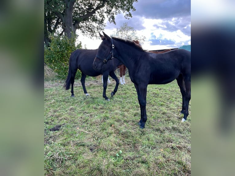 Mecklenburg Stallone 2 Anni Morello in Neu Krenzlin