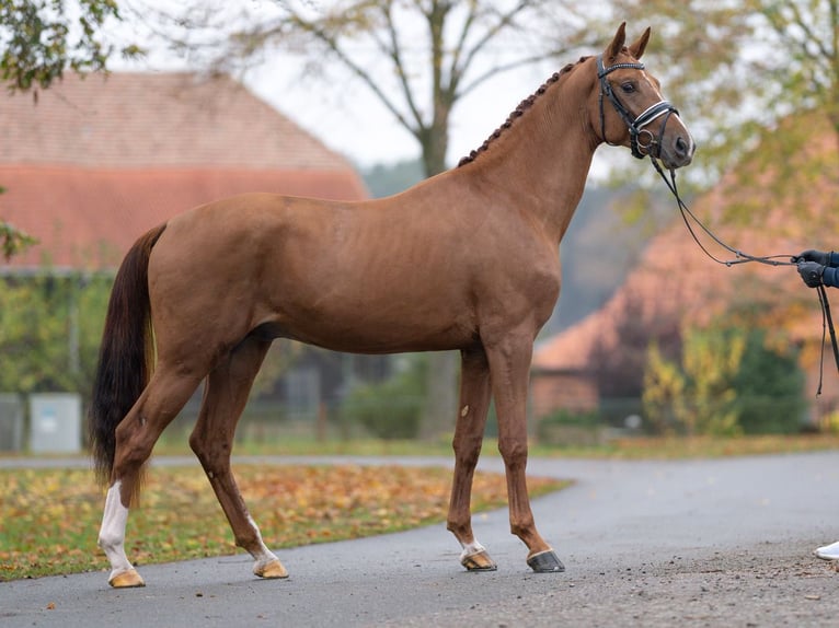 Mecklenburg Stallone 2 Anni Sauro in Rostock