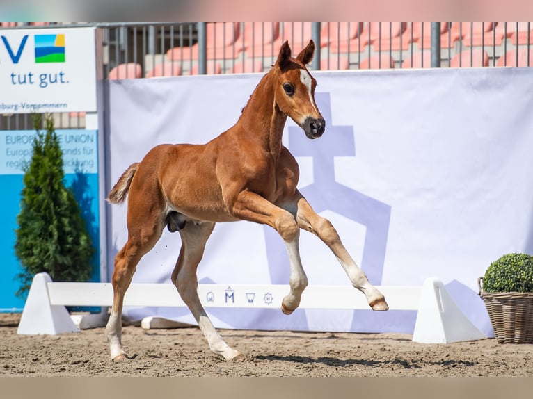 Mecklenburg Stallone 2 Anni Sauro in Pölchow