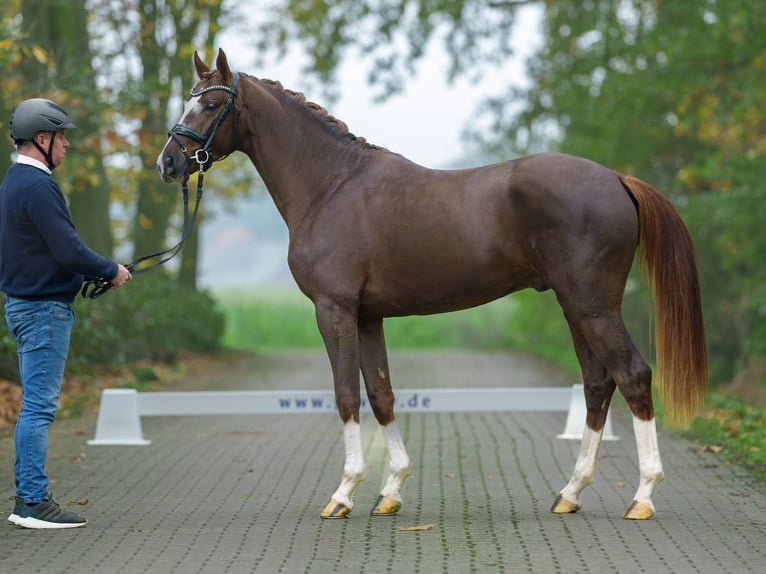 Mecklenburg Stallone 2 Anni Sauro in Rostock