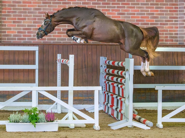 Mecklenburg Stallone 2 Anni Sauro in Rostock