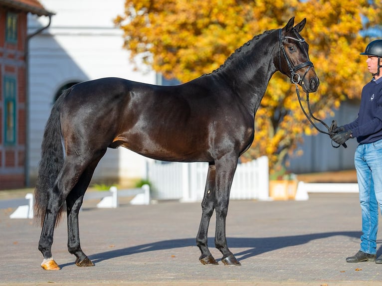 Mecklenburg Stallone 3 Anni 162 cm Baio nero in Redefin
