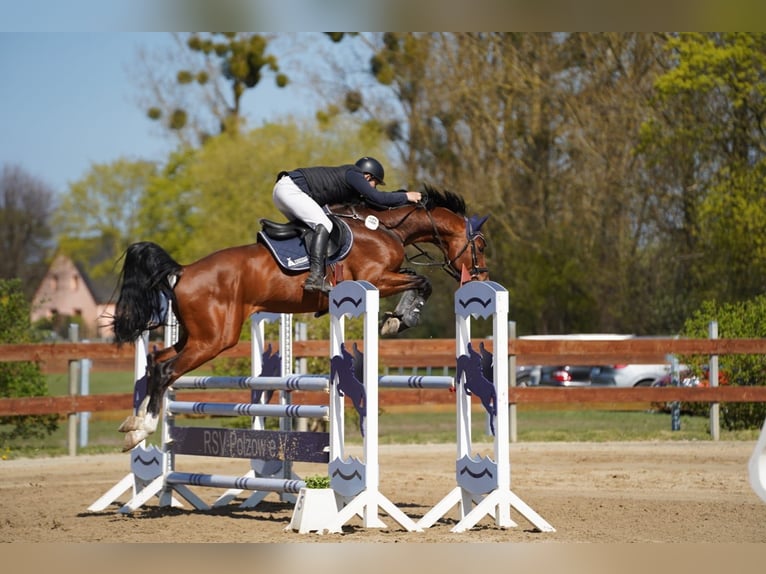 Mecklenburg Stallone 6 Anni 168 cm Baio in Putbus