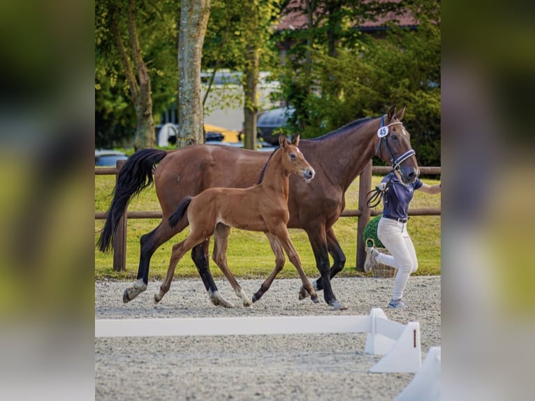 Mecklenburg Stallone Puledri (06/2026) 122 cm Grigio in Lübtheen