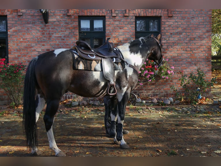 Mecklenburg Mix Stallone Puledri
 (04/2024) 165 cm Baio in Dargen